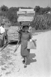 Bitter Grapes - Female Fatigue