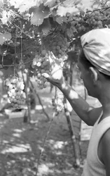 Bitter Grapes - The Queen on the Pergola