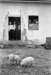 Crotone Countryside - Pigs Grazing in Front of the House