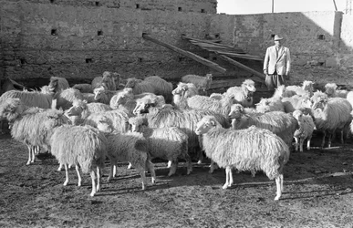 Transhumance Anniversary, Crotone