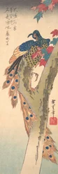 A Peacock Perched on a Maple Tree
