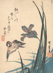 Iris and Sparrow