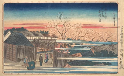 Morning Cherry Blossoms at Shin-Yoshiwara