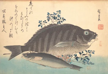 Shimadai and Ainame Fish, from the series Uozukushi Every Variety of Fish