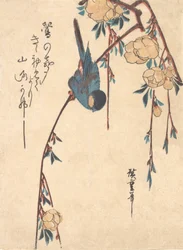 Weeping Cherry