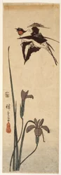 Swallows And Iris