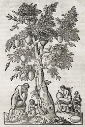 Breadfruit tree, engraving by Andre Thevet