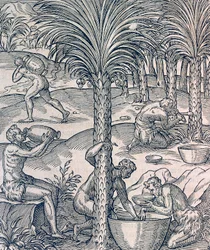 Inhabitants of Cape Verde making drinks from palm trees, engraving from Universal Cosmology, by Andre Thevet