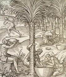 Inhabitants of Cape Verde making drinks from palm trees, engraving from Universal Cosmology, by Andre Thevet