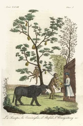 Mustard Plant with Cochineal Beetles, Jackfruit Tree, Water Buffalo and Orangutan