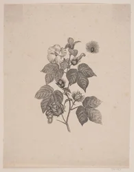 Cotton Plant