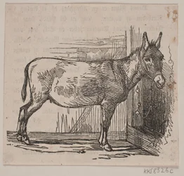 Donkey