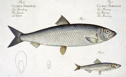 Herring (Clupea Harengus) and Sprat (Clupea Sprattus) plate XXIX from 