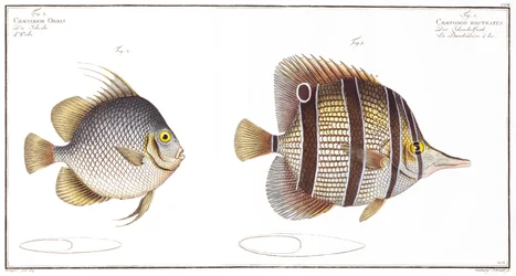 Orb Fish and Billed Fish, published by Black