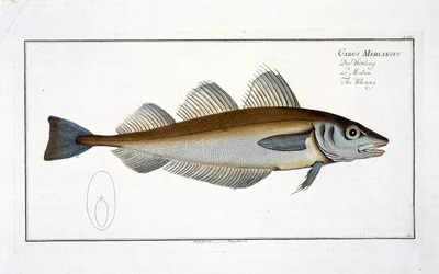 Whiting (Gadus Merlangus) plate LXV from 