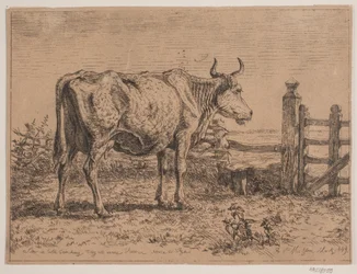 A Standing Cow