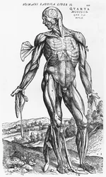 Anatomical Study, illustration from 