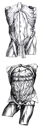 The Plates from the Fifth Book of the De Humani Corporis Fabrica