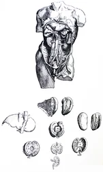 The Plates from the Fifth Book of the De Humani Corporis Fabrica