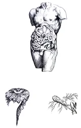The Plates from the Fifth Book of the De Humani Corporis Fabrica