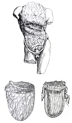 The Plates from the Fifth Book of the De Humani Corporis Fabrica