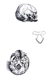 The Plates from the First Book of the De Humani Corporis Fabrica