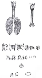 The Plates from the First Book of the De Humani Corporis Fabrica