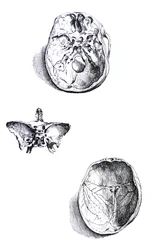 The Plates from the First Book of the De Humani Corporis Fabrica