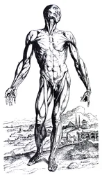 The Plates from the Second Book of the De Humani Corporis Fabrica