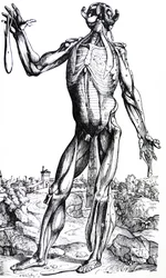 The Plates from the Second Book of the De Humani Corporis Fabrica