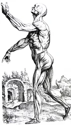 The Plates from the Second Book of the De Humani Corporis Fabrica