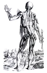 The Plates from the Second Book of the De Humani Corporis Fabrica
