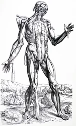The Plates from the Second Book of the De Humani Corporis Fabrica
