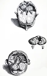 The Plates from the Seventh Book of the De Humani Corporis Fabrica