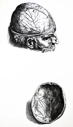The Plates from the Seventh Book of the De Humani Corporis Fabrica