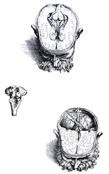 The Plates from the Seventh Book of the De Humani Corporis Fabrica
