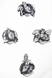 The Plates from the Sixth Book of the De Humani Corporis Fabrica