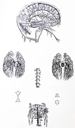The Plates from the Third Book of the De Humani Corporis Fabrica
