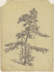 Trees, West Virginia