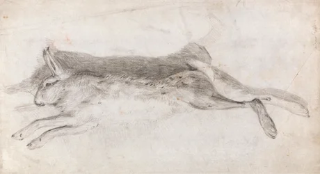 Dead Hare
