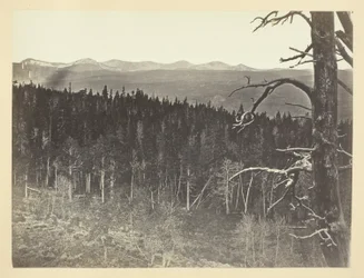 Snow and Timber Line, Medicine Bow Mountain