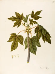 Papaya (Carica papaya), Caricaceae, warm greenhouse tree with persistent leaves, cultivated for its fruit, native to tropical America