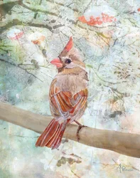 Calm Winter Cardinal