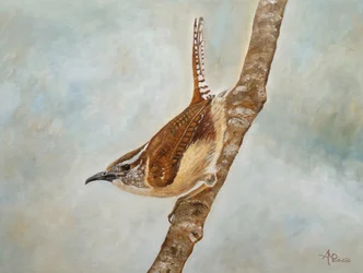 Carolina Wren on Branch