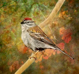 Chipping Sparrow Autumn Perch