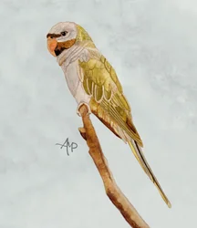 Green Monk Parakeet