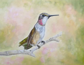 Perched Ruby Hummingbird