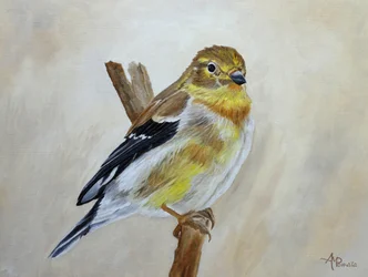 Perched Yellow Finch