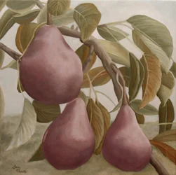 Purple Pears on Branch