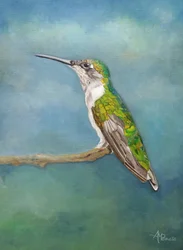 Vibrant Hummingbird Perch
